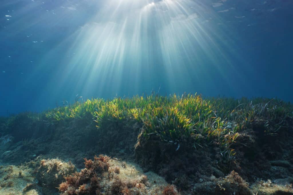 reserva marina, fondo marino baleares, posidonia